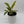 Philodendron 'Ring of Fire'