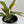 Philodendron 'Ring of Fire'