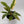 Philodendron 'Ring of Fire'