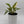 Philodendron 'Ring of Fire'