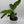 Philodendron 'Jungle Fever'