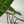 Philodendron Billietiae ‘Croat’
