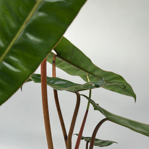 Philodendron Billietiae ‘Croat’