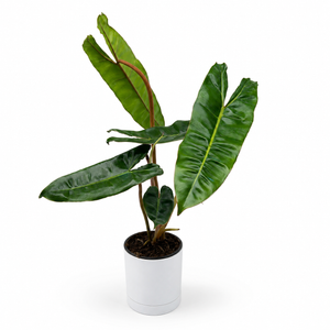 Philodendron Billietiae ‘Croat’