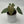 Anthurium Luxurians