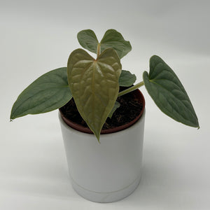 Anthurium Luxurians
