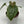 Anthurium Luxurians