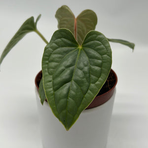 Anthurium Luxurians