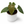 Anthurium Luxurians