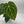 Anthurium Crystallinum