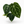 Anthurium Crystallinum