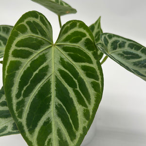 Anthurium 'Silver Blush'