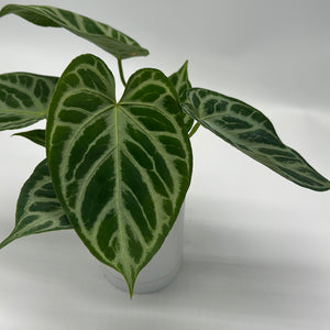 Anthurium 'Silver Blush'