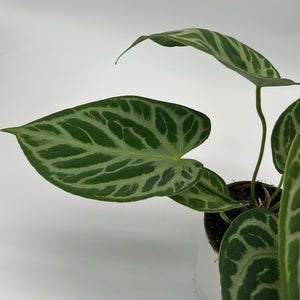 Anthurium 'Silver Blush'