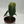 Philodendron Melanochrysum
