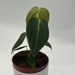 Philodendron Melanochrysum