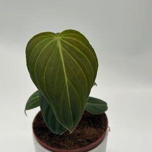 Philodendron Melanochrysum