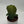 Philodendron Melanochrysum