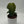 Philodendron Melanochrysum
