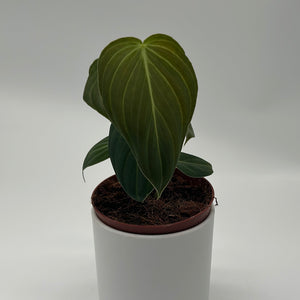 Philodendron Melanochrysum