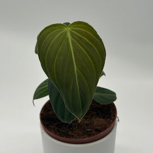 Philodendron Melanochrysum