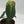 Philodendron Melanochrysum
