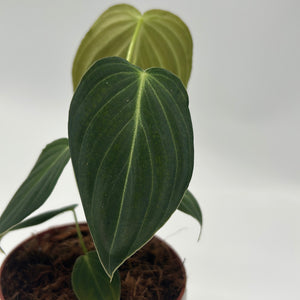 Philodendron Melanochrysum