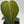 Philodendron Melanochrysum