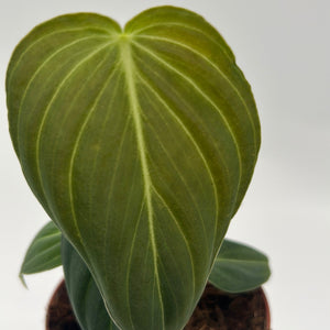 Philodendron Melanochrysum