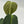 Philodendron Melanochrysum