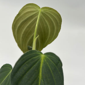 Philodendron Melanochrysum