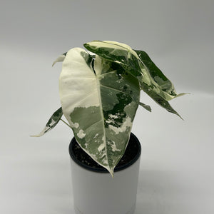 Variegated Alocasia Frydek