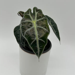 Alocasia Polly