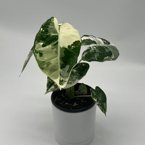 Variegated Alocasia Frydek