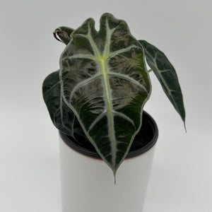 Alocasia Polly