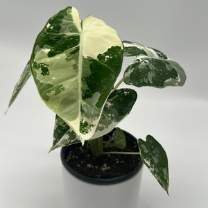 Variegated Alocasia Frydek