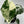 Variegated Alocasia Frydek