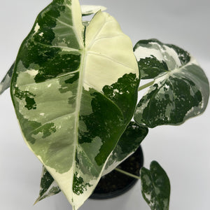 Variegated Alocasia Frydek