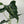 Alocasia ‘Frydek Tattoo’