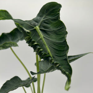 Alocasia ‘Frydek Tattoo’