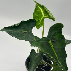Alocasia ‘Frydek Tattoo’