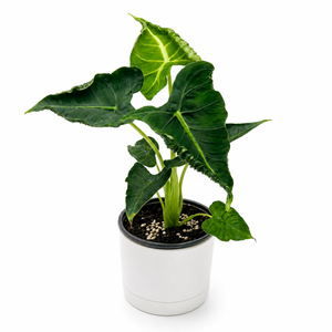 Alocasia ‘Frydek Tattoo’