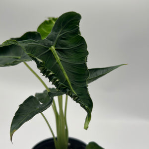 Alocasia ‘Frydek Tattoo’