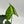 Alocasia ‘Frydek Tattoo’