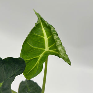Alocasia ‘Frydek Tattoo’