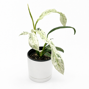 Epipremnum Giganteum ‘Marble Variegated'