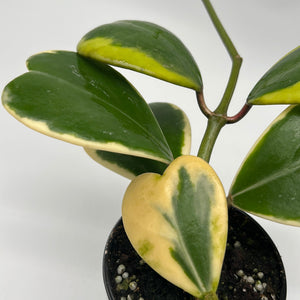 Outer Variegated Hoya Kerrii