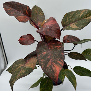 Variegated Philodendron Orange Princess Galaxy