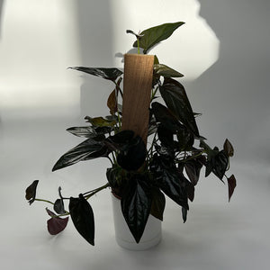 Syngonium Red Arrow