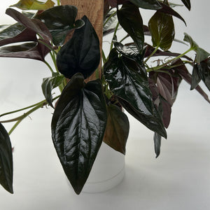 Syngonium Red Arrow